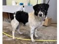 Marla bentigt DRINGEND IHRE Hilfe NOTFALL - Mischlingshunde - Bild 3
