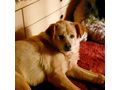 Vio NOTFALL sterreich - Mischlingshunde - Bild 2