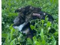 Cina IHR Herz berhren - Mischlingshunde - Bild 4