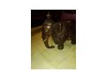 Bronze Elefant - Figuren - Bild 4