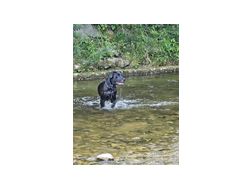 Labrador Retriever - Rassehunde - Bild 1