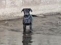 Labrador Retriever - Rassehunde - Bild 3