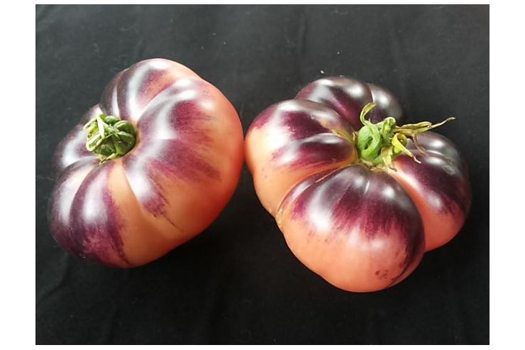 Samen violette Tomaten Sorten Topoptik - Pflanzen - Bild 1