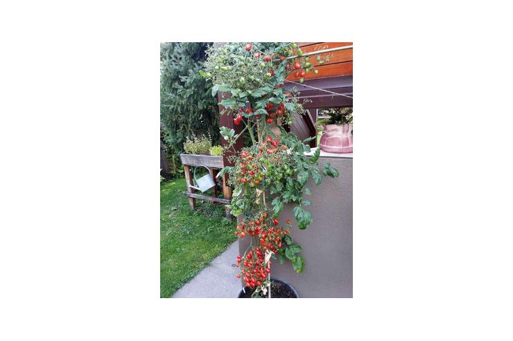 Rispen Tomaten ausgefallene Raritten - Pflanzen - Bild 1