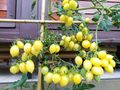 Rispen Tomaten ausgefallene Raritten - Pflanzen - Bild 12