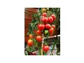 Rispen Tomaten ausgefallene Raritten - Pflanzen - Bild 2