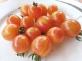 Rispen Tomaten ausgefallene Raritten - Pflanzen - Bild 4