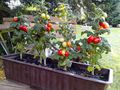 Rispen Tomaten ausgefallene Raritten - Pflanzen - Bild 8