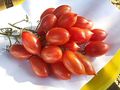 Rispen Tomaten ausgefallene Raritten - Pflanzen - Bild 10