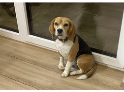 Beagle - Rassehunde - Bild 1
