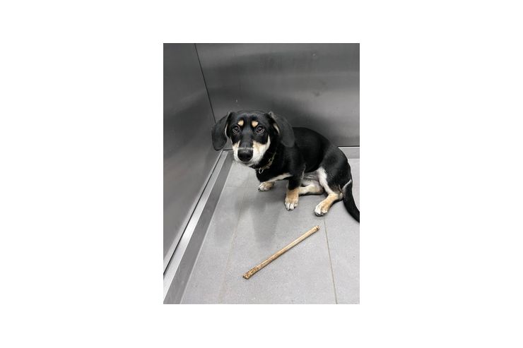 Husky X Dackel Welpe Zuhause - Mischlingshunde - Bild 1