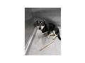 Husky X Dackel Welpe Zuhause - Mischlingshunde - Bild 1