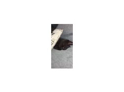 Schwarze Katze 3 Monate alt kastriert - Mischlingskatzen - Bild 1