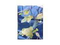 Rotbuche Bonsai - Pflanzen - Bild 1