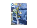 Rotbuche Bonsai - Pflanzen - Bild 2