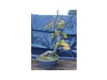 Rotbuche Bonsai - Pflanzen - Bild 6