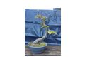 Rotbuche Bonsai - Pflanzen - Bild 7