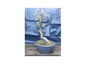 Rotbuche Bonsai - Pflanzen - Bild 9