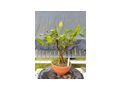 Citrus Bonsai - Pflanzen - Bild 11