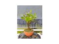 Citrus Bonsai - Pflanzen - Bild 12