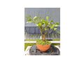 Citrus Bonsai - Pflanzen - Bild 14