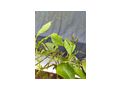 Citrus Bonsai - Pflanzen - Bild 4