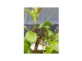 Citrus Bonsai - Pflanzen - Bild 5