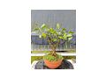 Citrus Bonsai - Pflanzen - Bild 6
