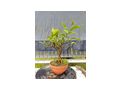 Citrus Bonsai - Pflanzen - Bild 9