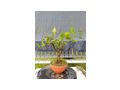 Citrus Bonsai - Pflanzen - Bild 10