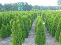 Thuja Smaragd 80 100 cm Heckenpflanzen - Pflanzen - Bild 1