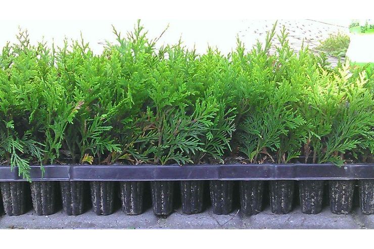 Thuja Smaragd Smlinge 15 cm Multiplate - Pflanzen - Bild 1