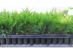 Thuja Smaragd Smlinge 5 15cm Multiplate - Pflanzen - Bild 1
