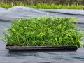 Thuja Smaragd Smlinge 15 cm Multiplate - Pflanzen - Bild 2
