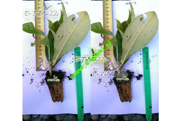 Lorbeerkirsche Rotundifolia 20 cm - Pflanzen - Bild 1