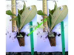 Lorbeerkirsche Rotundifolia 20 cm - Pflanzen - Bild 1