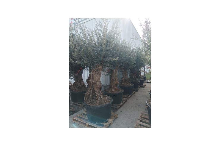 Olivenbaum - Pflanzen - Bild 1