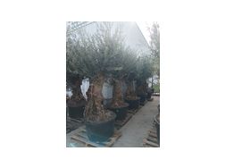 Olivenbaum - Pflanzen - Bild 1
