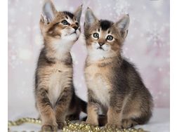 Die Ktzchen Caracat f4 caracat f5 stehen - Mischlingskatzen - Bild 1