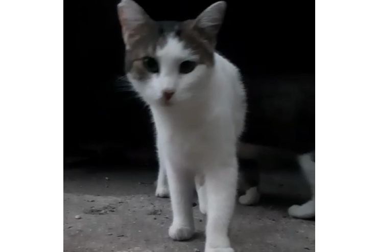 Katze NALA - Mischlingskatzen - Bild 1