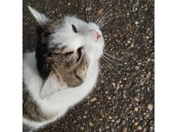 getigerte Girl Katze - Mischlingskatzen - Bild 1