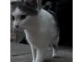 Katze NALA - Mischlingskatzen - Bild 12