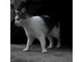 Katze NALA - Mischlingskatzen - Bild 14