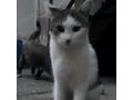 Katze NALA - Mischlingskatzen - Bild 13