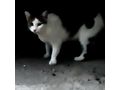 Katze NALA - Mischlingskatzen - Bild 6