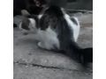 Katze NALA - Mischlingskatzen - Bild 4