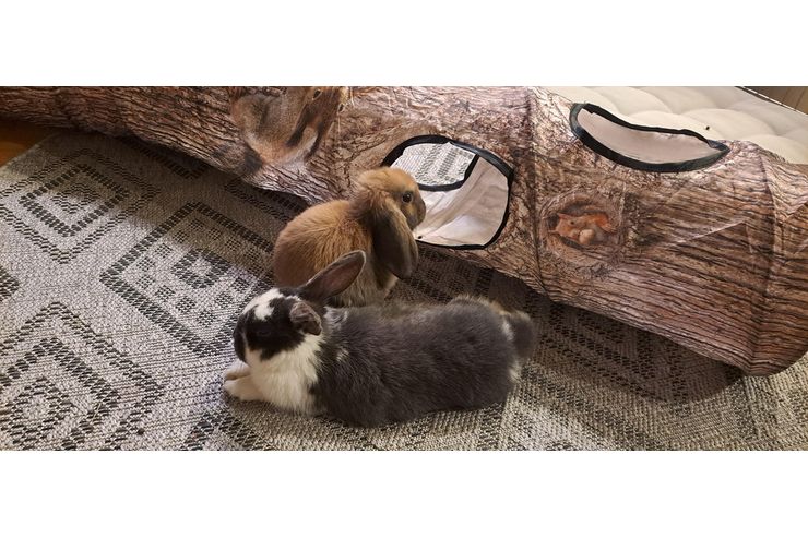 8 Wochen alte Kaninchen Zuhause - Kaninchen & Hasen - Bild 1