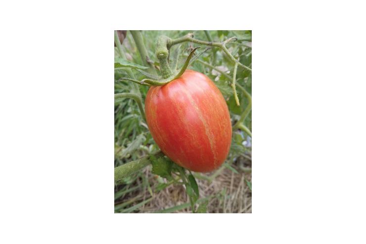 Speckled Roman Bio Tomatensamen samenfest - Pflanzen - Bild 1