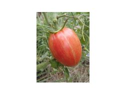 Speckled Roman Bio Tomatensamen samenfest - Pflanzen - Bild 1