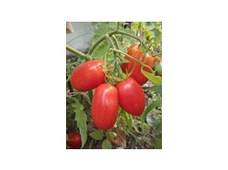 San Marzano Bio Tomatensamen samenfest - Pflanzen - Bild 1
